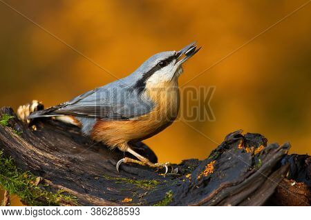 Eurasian Nuthatch Sitting On Bough In Autumn Nature.