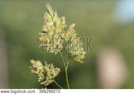 Cat Grass (dactylis Glomerata)