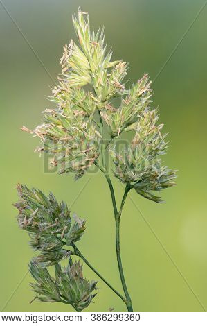 Cat Grass (dactylis Glomerata)