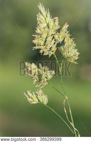 Cat Grass (dactylis Glomerata)