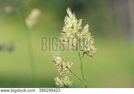 Cat Grass (dactylis Glomerata)