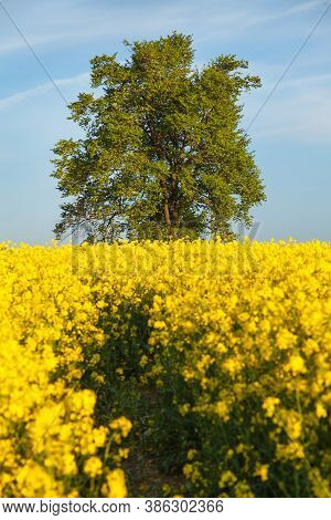 Field Of Rapeseed, Canola Or Colza In Latin Brassica Napus With Path Way And, Lime Tree Springtime G