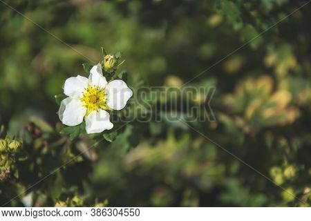 Close Up Picture Of Small White Flower In The Garden. White Daisy On Green Background, As Wallpaper.