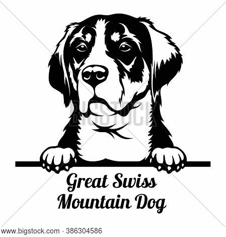 Peeking Dog - Great Swiss Mountain Dog Breed - Head Isolated On White