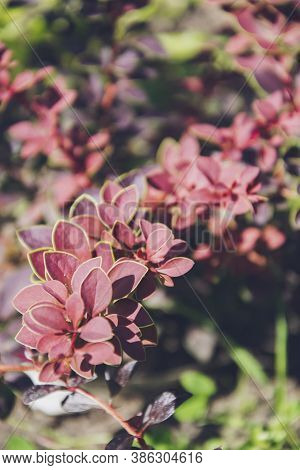 Close Up Picture Of Red Leaves On The Bush Located In The Garden. Sunny Plant In Brown Shade With Gr