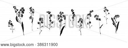 Set Of Forget-me-not Hand Drawn Flowers. Black Isolated Sketch Botanical Vector Illustration On Whit