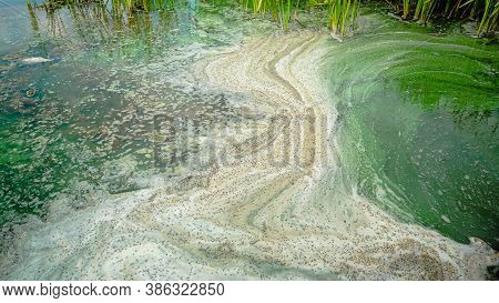Global Pollution Of Environment And Water Bodies. Dirty Green Water, Flowering, Reproduction Of Phyt