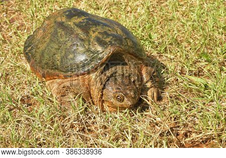 Common Snapping Turtle in grass on a summer day