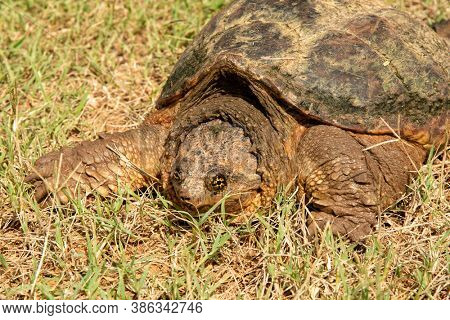 Closeup of a Common Snapping Turtle resting in grass on its way to nearest pond or creek on a hot summer day