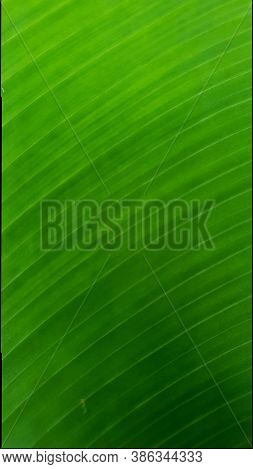 A Green Natural  Tripped  Background