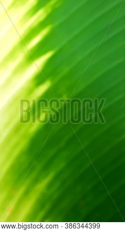A Green Natural  Stripped Blur Background