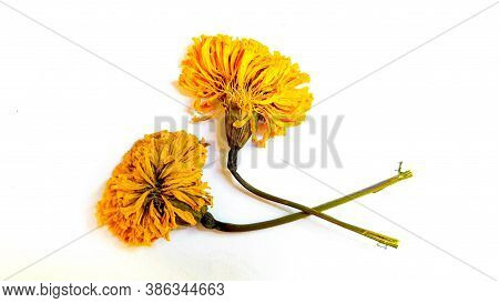 Marigold On White Copyspace Background
