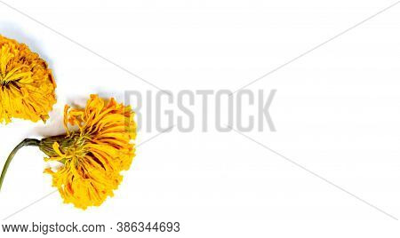 Marigold On White Copyspace Background