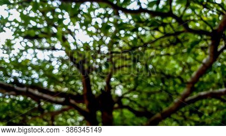 A Bokeh Scene Of Tree Natural With Shadow And Light.