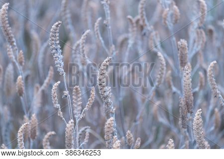 Closeup Of Beautiful Straw At Phojika, Bhutan.