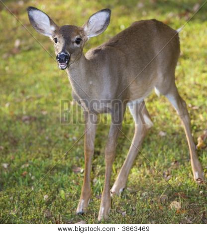 Doe de Strobist