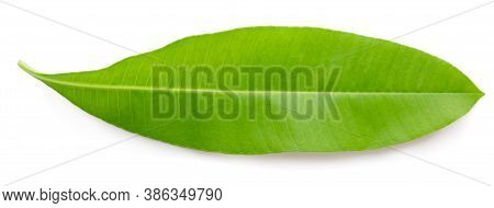 Green Leaves A Isolated On White Background