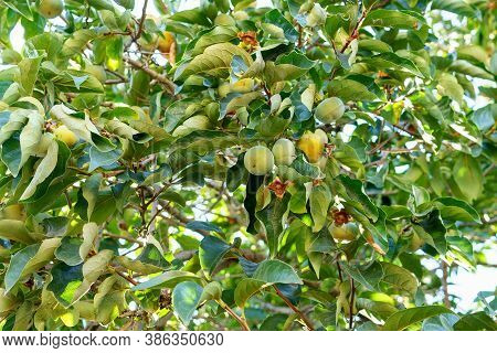 Green Persimmon Trees Persimmon Ripening On The Branches Of The Tree. The Cultivation Of Fruit