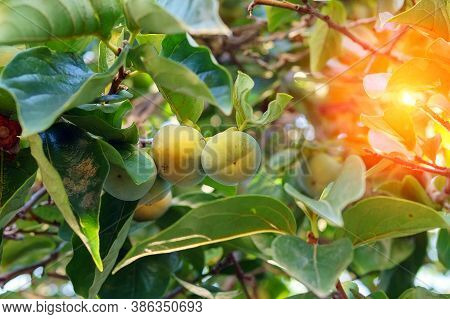 Green Persimmon Trees Persimmon Ripening On The Branches Of The Tree. The Cultivation Of Fruit