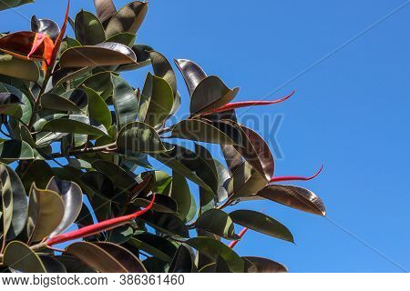 Ficus Elastica Rubbery, Black Ficus, Elastic, Black Prince . Crete Greece 2019.