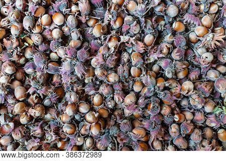 Raw Hazelnut Filbert Nut Corylus Maxima. Organic Cobnuts Autumnal Harvest Still Life Photo. Top View
