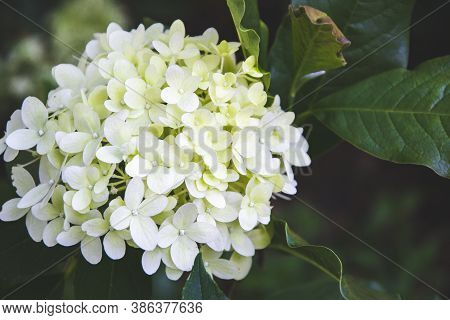 Close Up Picture Of Hydrangea In White Shade With Green Leaves On Background. Macro Photo Of Green H