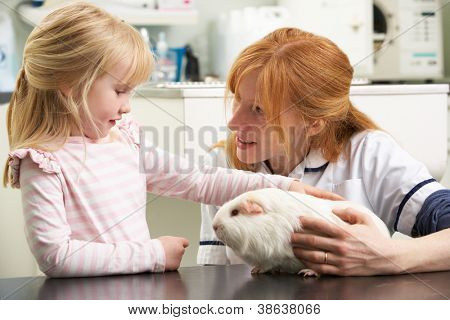 Weibliche Tierarzt Prüfung des Kindes Meerschweinchen In der Chirurgie