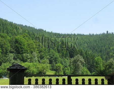 Monoculture Cultivation In The Forest