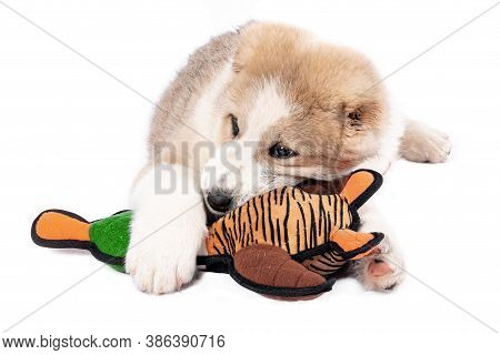 Central Asian Shepherd Dog - Puppy With A Toy White Background