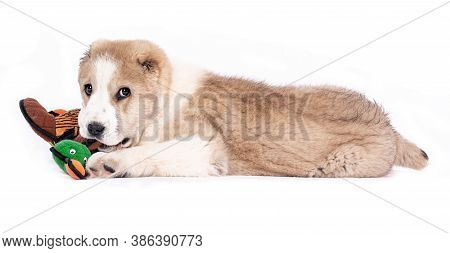 Central Asian Shepherd Dog - Puppy With A Toy White Background