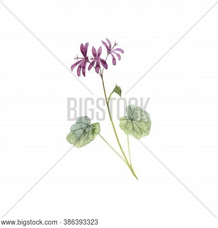 Watercolor Drawing Umckaloabo, South African Geranium , Pelargonium Sidoides , Hand Drawn Illustrati