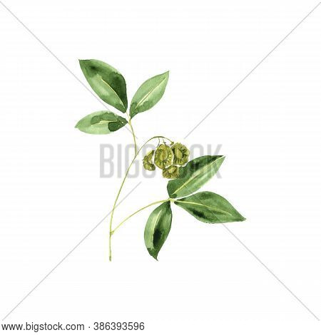 Watercolor Drawing Wafer Ash, Ptelea Trifoliata , Hand Drawn Illustration Of Medicinal Plant