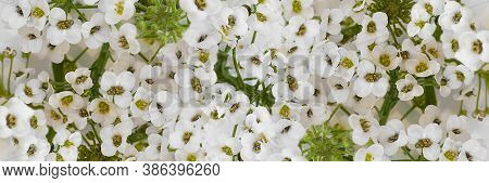 Flowers Wall With White Buds Of Alissum. Close-up. Background. Long Horizontal Banner.