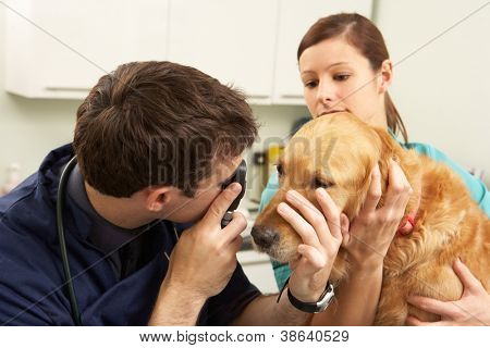 Männliche Tierarzt untersucht Hund In der Chirurgie