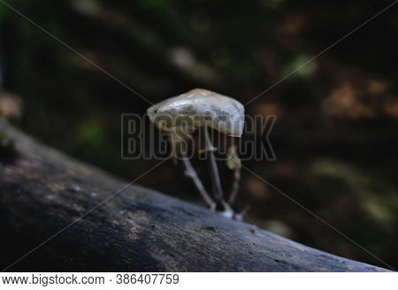 Shinging Melting Porcelain Mushrooms - Oudemansiella Mucida - On A Tree Trunk In Dark Forest, Austri