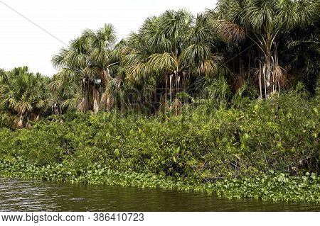Orinoco Delta In Venezuela Orinoco Delta In Venezuela