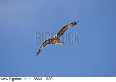 Red Kite Milvus Milvus, Adult In Flight