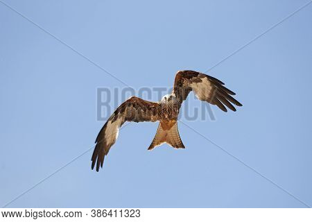 Red Kite Milvus Milvus, Adult In Flight