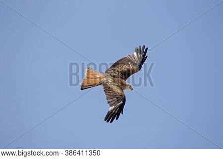 Red Kite Milvus Milvus, Adult In Flight