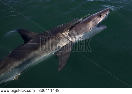 Great White Shark Carcharodon Carcharias, False Bay In South Africa