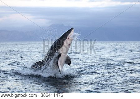 Great White Shark Carcharodon Carcharias, Adult Breaching, False Bay In South Africa