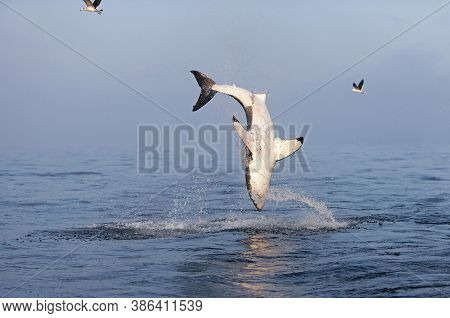 Great White Shark Carcharodon Carcharias, Adult Breaching, False Bay In South Africa
