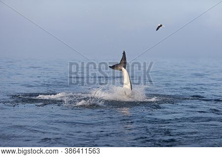 Great White Shark Carcharodon Carcharias, Adult Breaching, False Bay In South Africa