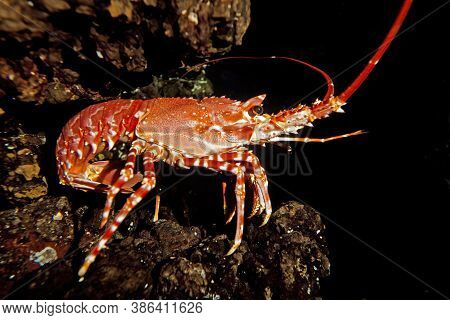 Natal Spiny Lobster Palinurus Delagoae, South Africa