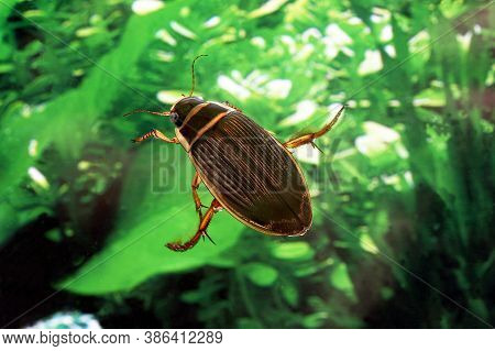 Great Diving Beetle, Dytiscus Marginalis, Adult Standing In Water, Normandy