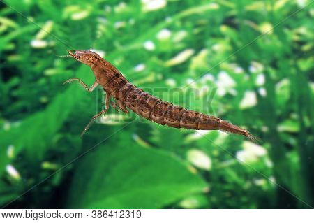 Great Diving Beetle, Dytiscus Marginalis, Larvae In Water, Normandy