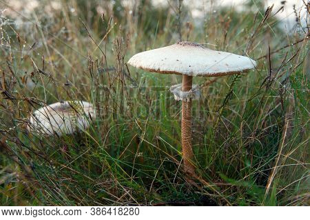 Poisonous Agaricus Comtulus Growing In A Field Among The Grass.