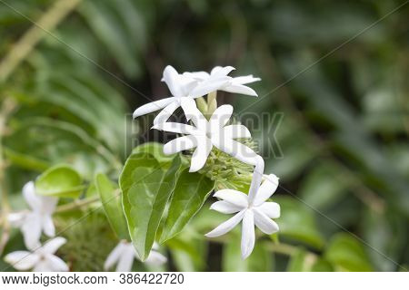 White Flower Of Jasminum Siamense Craib Bloom On Tree In The Garden.