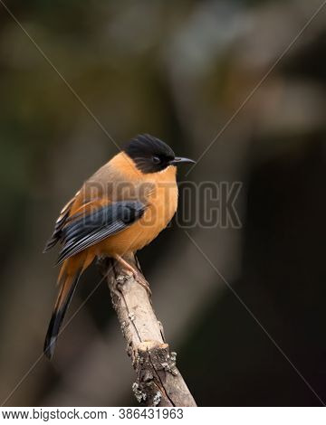 A Rufous Sibia (heterophasia Capistrata), Perched On A Branch In The Village Of Pangot - Uttarakhand