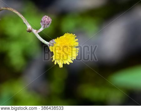 Sonchus Asper, Rough Milk Thistle Or Spiny Sow Thistle Flower Belonging To The Dandelion Family